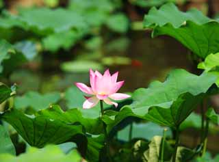 foto,tela,gratis,paisaje,fotografía,idea,Flor de Loto, , , , 