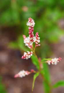 fotografia, materiale, libero il panorama, dipinga, fotografia di scorta,Piccoli fiori bianchi, bianco, rosso, , 