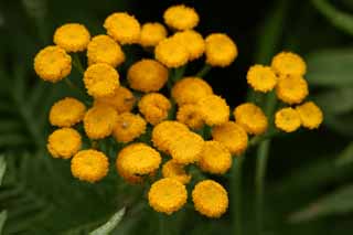 fotografia, materiale, libero il panorama, dipinga, fotografia di scorta,Piccoli fiori di arancia, giallo, arancia, , 