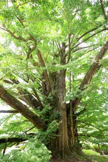 fotografia, materiale, libero il panorama, dipinga, fotografia di scorta,Grande ginkgo di ritirarsi dal castello, , , , 