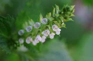 foto,tela,gratis,paisaje,fotografía,idea,Flores de shizo, Albahaca japonesa verde, , , 