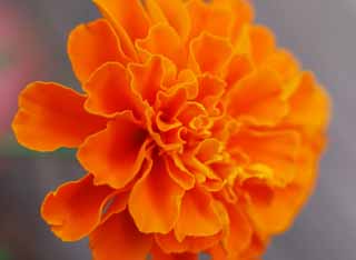 Ôîòî, ìàòåðèàëüíûé, ñâîáîäíûé, ïåéçàæ, ôîòîãðàôèÿ, ôîòî ôîíäà.,marigold., marigold, , , 