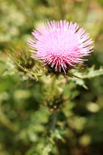 photo, la matière, libre, aménage, décrivez, photo de la réserve,Thistle, , , , 