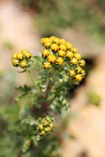 photo, la matière, libre, aménage, décrivez, photo de la réserve,Fleurs jaunes, , , , 