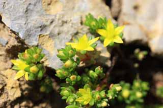 photo, la matière, libre, aménage, décrivez, photo de la réserve,Fleurs jaunes, , , , 