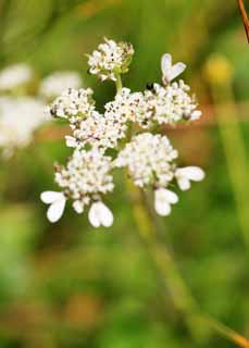 foto,tela,gratis,paisaje,fotografía,idea,Flor blanca, , , , 