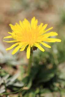 photo, la matière, libre, aménage, décrivez, photo de la réserve,Dandelion, , , , 