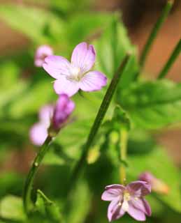 photo, la matière, libre, aménage, décrivez, photo de la réserve,Fleuron Rose, , , , 