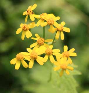 photo, la matière, libre, aménage, décrivez, photo de la réserve,Fleurs jaunes, , , , 