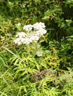 photo, la matière, libre, aménage, décrivez, photo de la réserve,Fleur blanche, , , , 