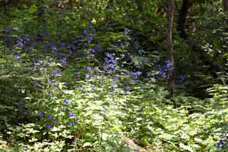 photo, la matière, libre, aménage, décrivez, photo de la réserve,Bleu-violet fleurs, , , , 