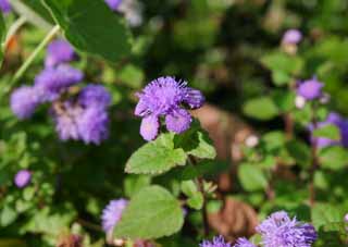 foto,tela,gratis,paisaje,fotografía,idea,Flores violáceas., Púrpura, Hakone, , 