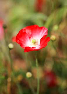 photo, la matière, libre, aménage, décrivez, photo de la réserve,Fleurs de pavot, , , , 