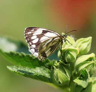 foto,tela,gratis,paisaje,fotografía,idea,Mariposa, , , , 