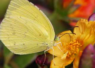 foto,tela,gratis,paisaje,fotografía,idea,Mariposa, Mariposa, , , Póngase amarillo