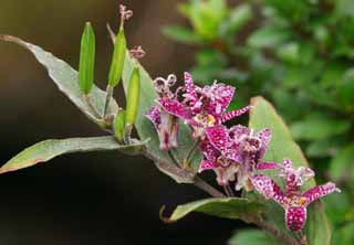 foto,tela,gratis,paisaje,fotografía,idea,Hirta de tricyrtis., Toadlily, Hakone, , 