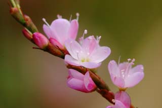 foto,tela,gratis,paisaje,fotografía,idea,Pequeñas flores rosadas., Rosado, Hakone, , 