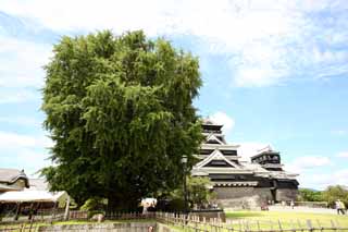 foto,tela,gratis,paisaje,fotografía,idea,En el castillo de Kumamoto, , , , 