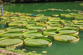 photo, la matière, libre, aménage, décrivez, photo de la réserve,Royal Water Lily, , , , 