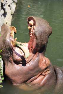 öéìåí, çéðí âùîé, ðåó, îãîéï, öéìåí ùì îìàé ,hippopotamus, , , , 