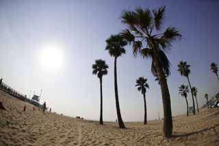 photo,material,free,landscape,picture,stock photo,Creative Commons,Phoenix palm trees, sandy shore, footprint, sand, bathing beach