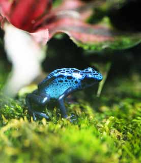 fotografia, materiale, libero il panorama, dipinga, fotografia di scorta,Blue poison dart frog, , , , 