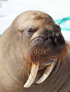 Foto, materieel, vrij, landschap, schilderstuk, bevoorraden foto,Walrus, , , , 