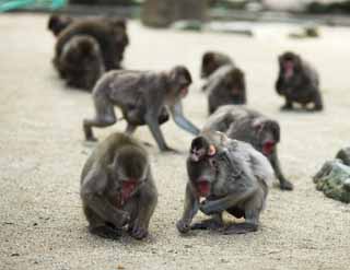 fotografia, materiale, libero il panorama, dipinga, fotografia di scorta,Giapponese monkey, , , , 