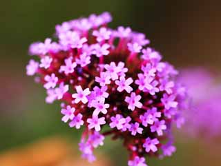 fotografia, materiale, libero il panorama, dipinga, fotografia di scorta,I fiori gialli, , , , 