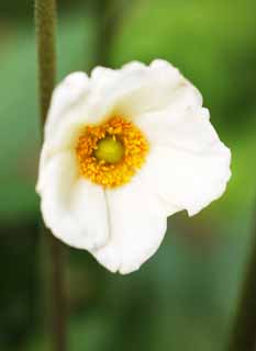 fotografia, materiale, libero il panorama, dipinga, fotografia di scorta,Fiori viola, , , , 