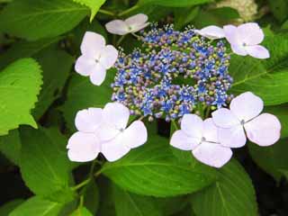 foto,tela,gratis,paisaje,fotografía,idea,Hydrangea macrophylla, , , , 