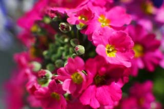 foto,tela,gratis,paisaje,fotografía,idea,Flor pequeña rosa, Rosado, Pétalo, Botón, Planta en maceta