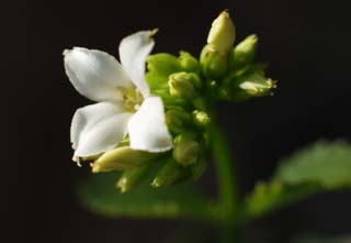 foto,tela,gratis,paisaje,fotografía,idea,Kalanchoe blanco, Kalanchoe, Blanco, Botón, Planta en maceta