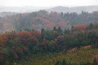 foto,tela,gratis,paisaje,fotografía,idea,Bosque en Asaka, Arce, Permisos de color, Árbol, El bosque