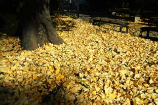 foto,tela,gratis,paisaje,fotografía,idea,Baile del nodo del árbol caído, El suelo, Ginkgo, Hojas caídas, 