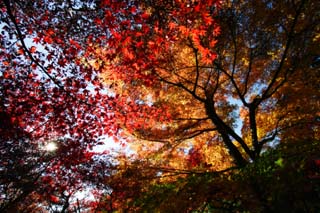 foto,tela,gratis,paisaje,fotografía,idea,Otoño en ciernes, Permisos de color, Arce, Hojas caídas, Rojo