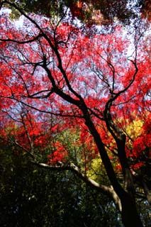 foto,tela,gratis,paisaje,fotografía,idea,Otoño en ciernes, Permisos de color, Arce, Hojas caídas, Rojo