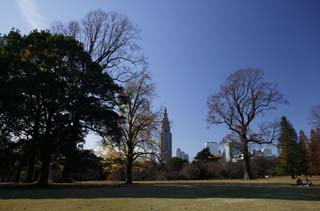 foto,tela,gratis,paisaje,fotografía,idea,Una máxima - aumento construir y un parque, Edificio alto, Shinjuku recién creado centro de la ciudad, Hojas caídas, Árbol