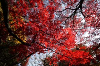 foto,tela,gratis,paisaje,fotografía,idea,La hoja de Autum es el rojo honda, Permisos de color, Arce, Hojas caídas, Árbol