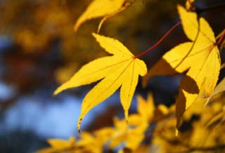 foto,tela,gratis,paisaje,fotografía,idea,La hoja de Autum es amarilla, Permisos de color, Arce, Hojas caídas, Árbol