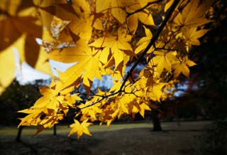 foto,tela,gratis,paisaje,fotografía,idea,La hoja de Autum es amarilla, Permisos de color, Arce, Hojas caídas, Árbol