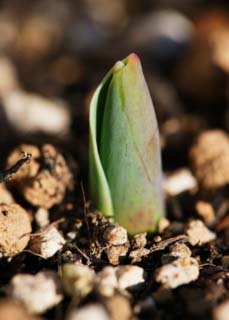 foto,tela,gratis,paisaje,fotografía,idea,El brotar de un tulipán, , Botón, Tierra, Planta en maceta