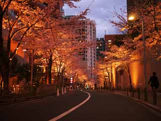 foto,tela,gratis,paisaje,fotografía,idea,Roppongi Sakura-zaka, , , , 