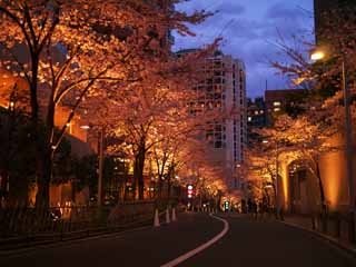 foto,tela,gratis,paisaje,fotografía,idea,Roppongi Sakura-zaka, , , , 