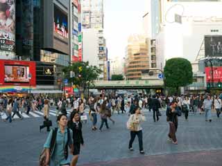 foto,tela,gratis,paisaje,fotografía,idea,Shibuya intersección revueltos, , , , 