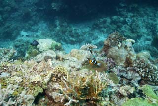 fotografia, materiale, libero il panorama, dipinga, fotografia di scorta,Un pesce di anemone, pesce di anemone, Nimmo, , fotografia subacquea