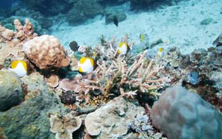 fotografia, materiale, libero il panorama, dipinga, fotografia di scorta,Pesce tropicale, Pesce tropicale, Corallo, , fotografia subacquea