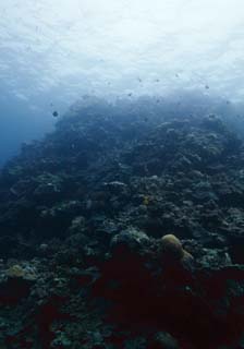 fotografia, materiale, libero il panorama, dipinga, fotografia di scorta,Il mare di una scogliera di corallo, individuo di vongola gigante, Corallo, , fotografia subacquea