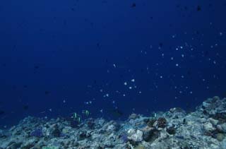 fotografia, materiale, libero il panorama, dipinga, fotografia di scorta,Pesce che vola da un torrente, Pesce tropicale, Corallo, Blu, tuffandosi