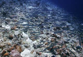 fotografia, materiale, libero il panorama, dipinga, fotografia di scorta,Una scuola di pesce, scuola di pesce, Corallo, , fotografia subacquea